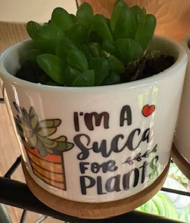 Assorted Succulents