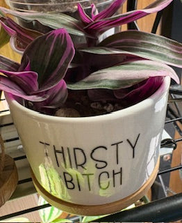 Assorted Succulents
