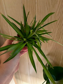 Spider Plant