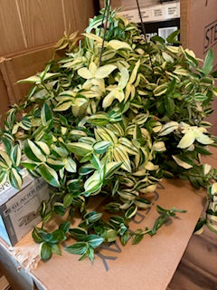 Tradescantia Hanging Basket