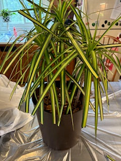 Dracaena Marginata