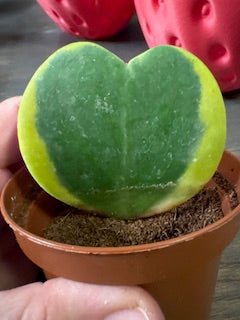 Hoya Kerrii Variegated Heart