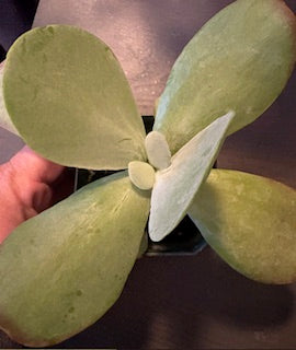 Kalanchoe Flapjack