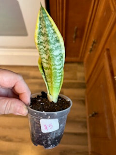 Small Snake Starter Plant
