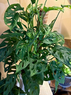 Monstera Adensonii
