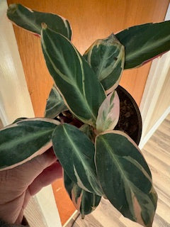 Stromanthe Triostar Calathea