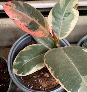 Rubber Tree Tineke