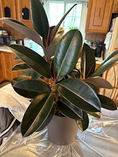 BIG Burgundy Rubber Tree