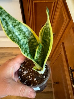 Medium Snake Plant Starter