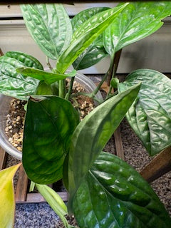 Monstera Peru