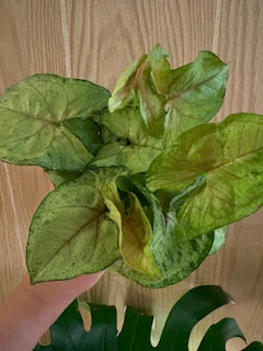 Syngonium Pink Allusion