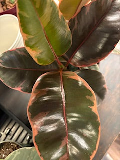 Ficus Ruby