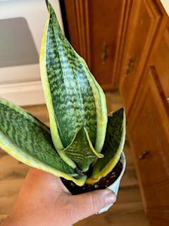 Large Snake Plant Starter