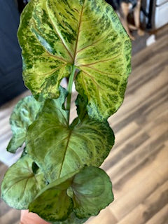 Syngonium Pink Allusion