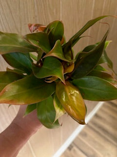 Philodendron Prince of Orange