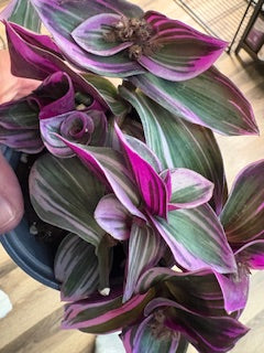 Tradescantia Nanouk