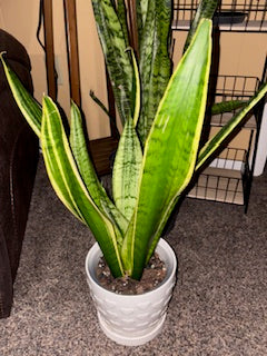 BIG Snake Plant