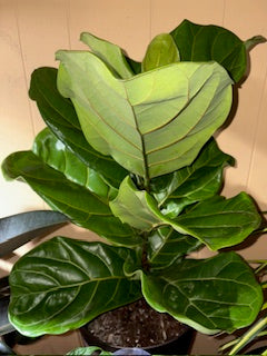 BIG Fiddle Leaf Fig