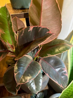 Ficus Ruby