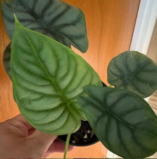 Alocasia Silver Dragon