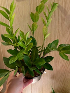 Chameleon ZZ Plant
