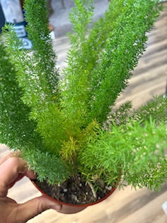 Fox Tail Fern