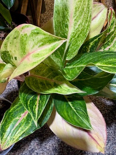 Aglaonema