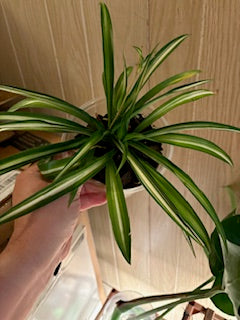 Spider Plant