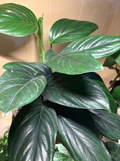 Monstera Pinnatipartita